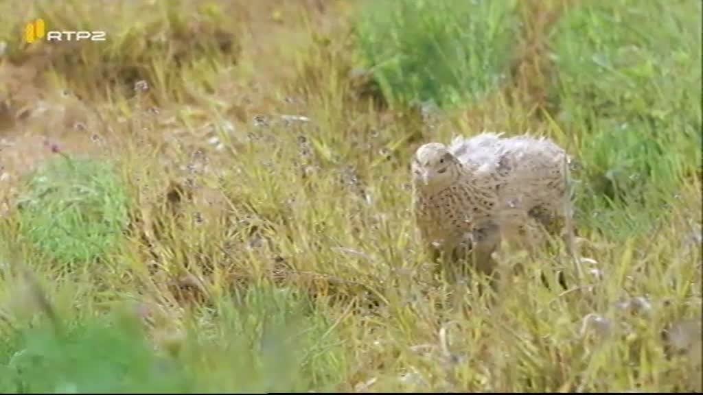 Imagem do Programa / Episiódio - Ingrediente Secreto