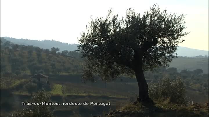 Imagem do Programa / Episiódio - DOP - Azeite
