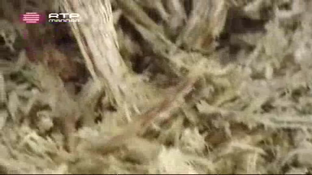 Imagem do Programa / Episiódio - Máquinas do tempo