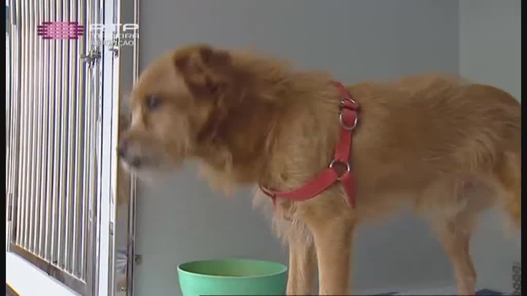 Imagem do Programa / Episiódio - Tribos Jovens