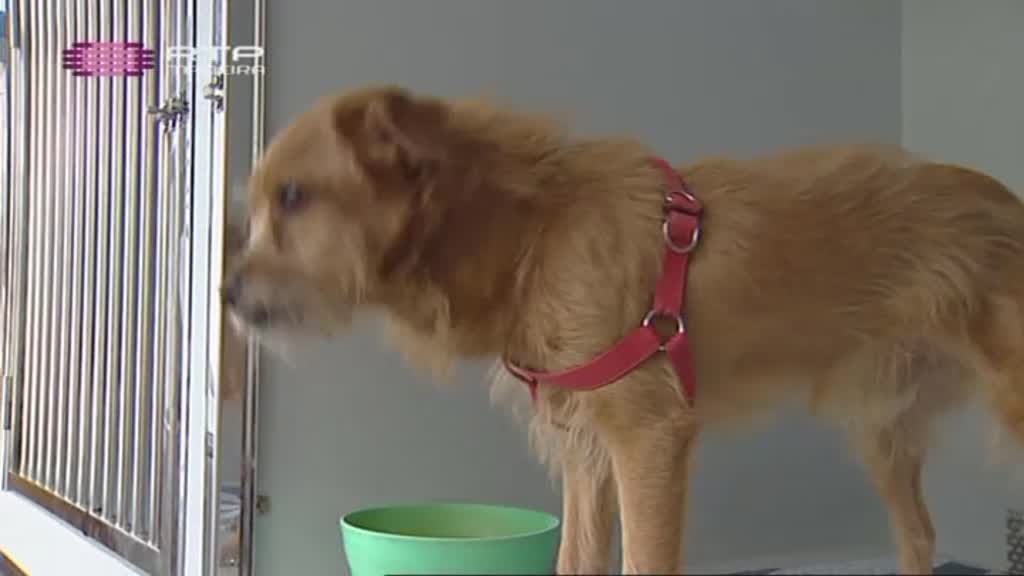 Imagem do Programa / Episiódio - Tribos Jovens