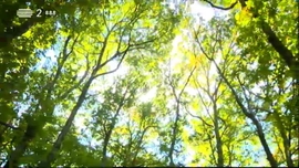 Imagem de As Alterações Climáticas e a Perda de Biodiversidade