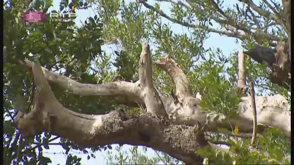 Imagem do Programa / Episiódio - Biomadeira