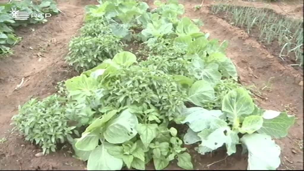 Imagem do Programa / Episiódio - Hora dos Portugueses (Fim de Semana)