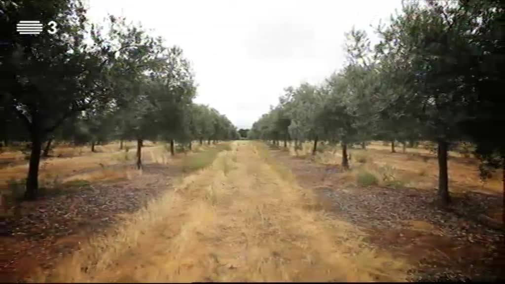 Imagem do Programa / Episiódio - A Essência