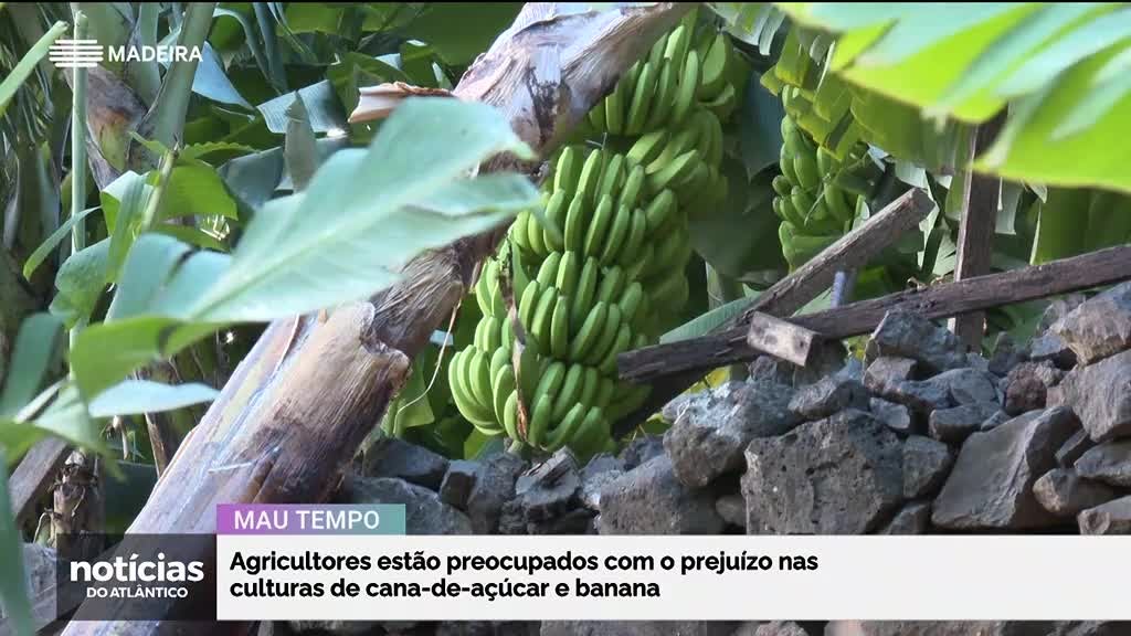 Imagem de Notícias do Atlântico
