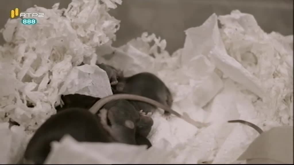 Imagem do Programa / Episiódio - A Minha Tese - Nuno Franco (Doutoramento em Ciências Biomédicas - Faculdade de Ciências da Universidade do Porto)