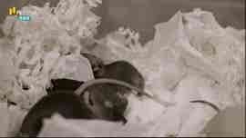 Nuno Franco (Doutoramento em Ci�ncias Biom�dicas - Faculdade de Ci�ncias da Universidade do Porto)