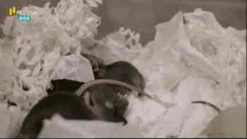 Nuno Franco (Doutoramento em Ci�ncia...