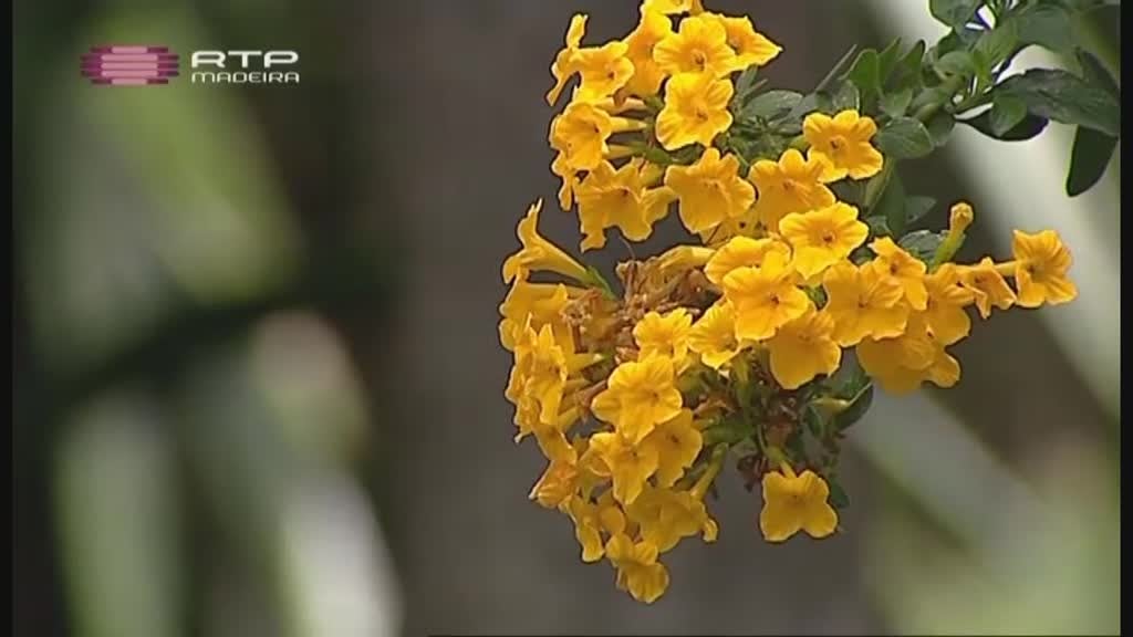 Imagem do Programa / Episiódio - Rota da Flor