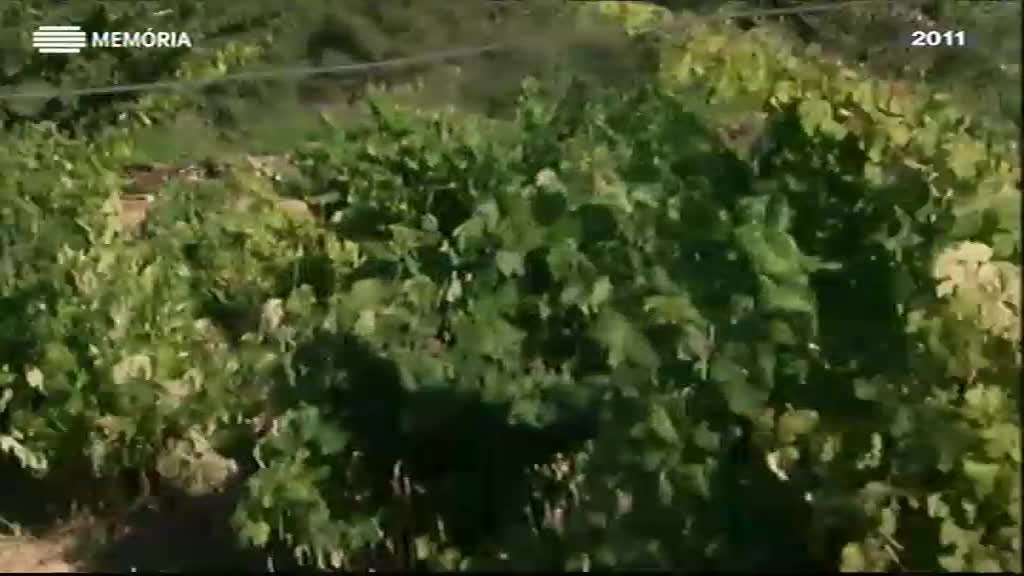 Imagem do Programa / Episiódio - Viagem ao Centro da Minha Terra