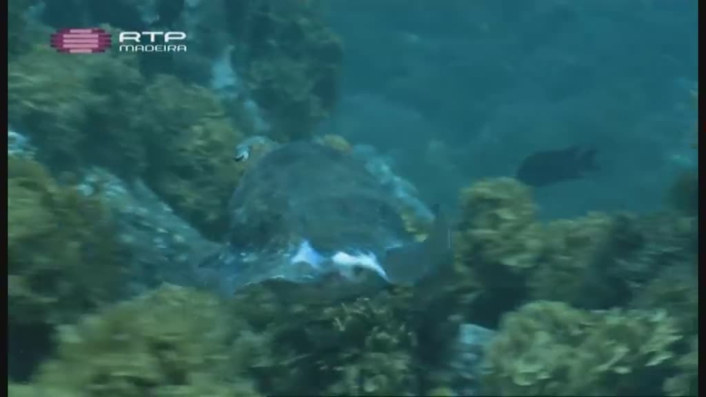 Imagem do Programa / Episiódio - Artes do Mar