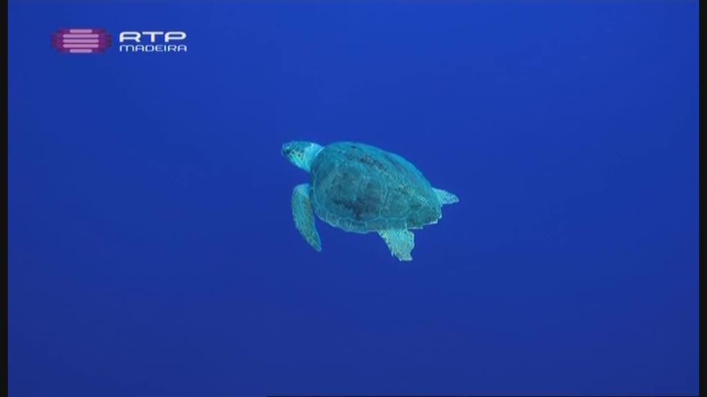 Imagem do Programa / Episiódio - Artes do Mar