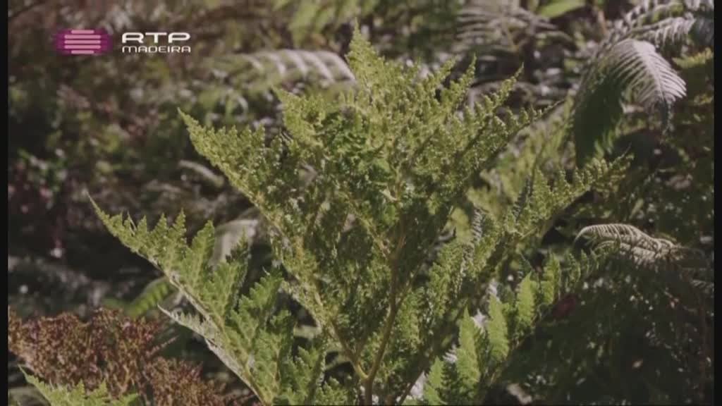 Imagem do Programa / Episiódio - Ilhas da Macaronésia (Açores)