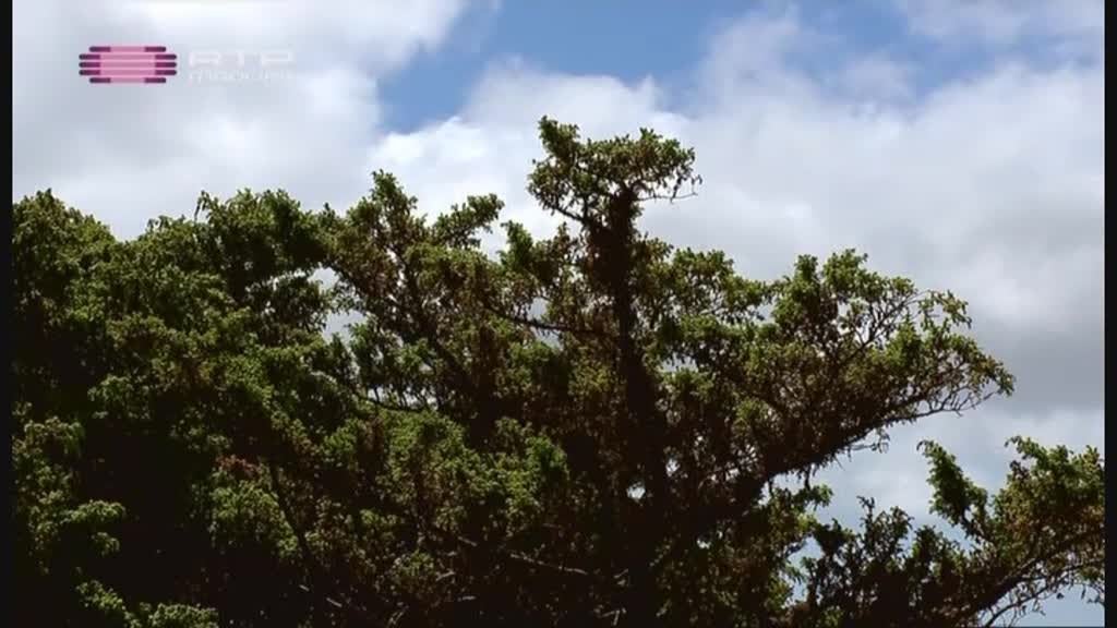 Imagem do Programa / Episiódio - Ilhas da Macaronésia (Açores)