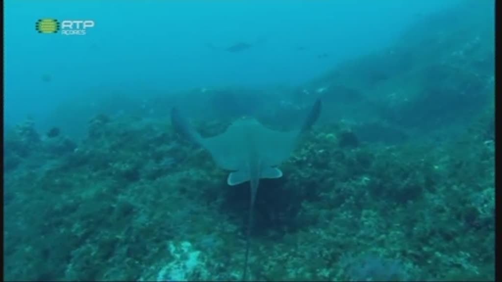 Imagem do Programa / Episiódio - ATLANTIS CUP 2016