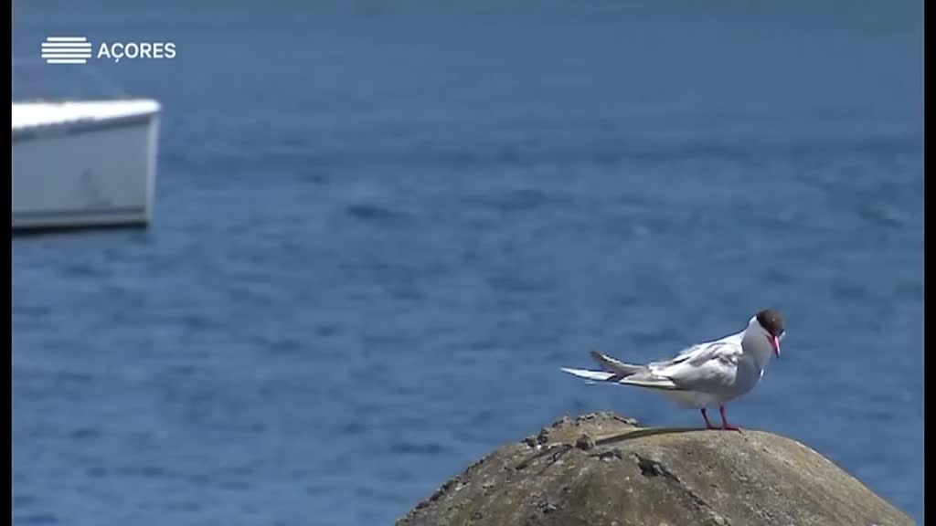 Imagem de ATLANTIS CUP 2016