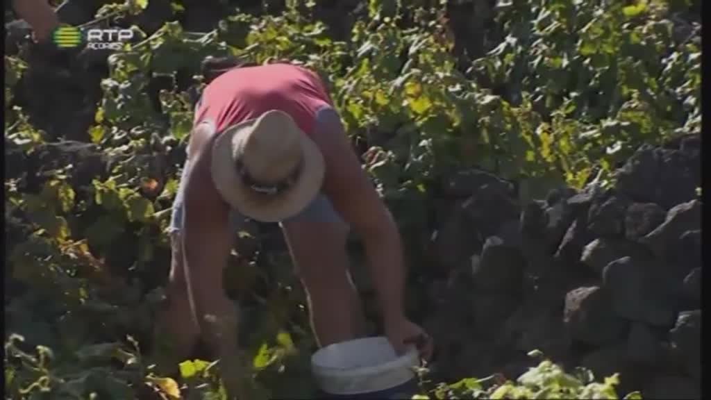 Imagem do Programa / Episiódio - Magazine Verde