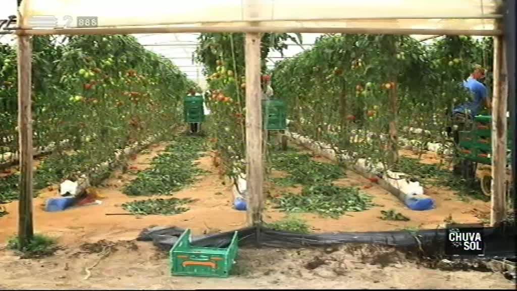 Imagem do Programa / Episiódio - Faça Chuva Faça Sol