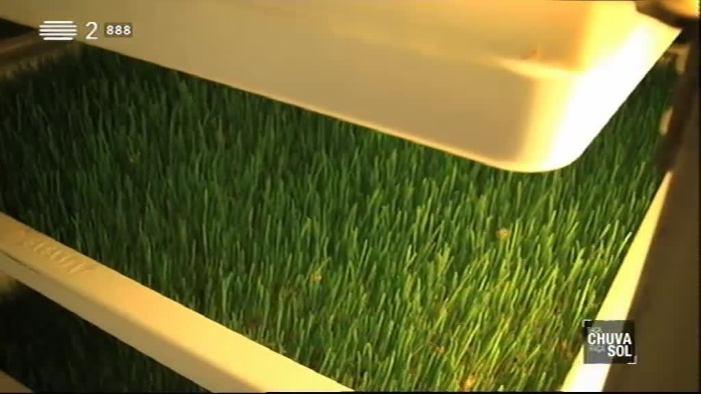 Imagem do Programa / Episiódio - Faça Chuva Faça Sol