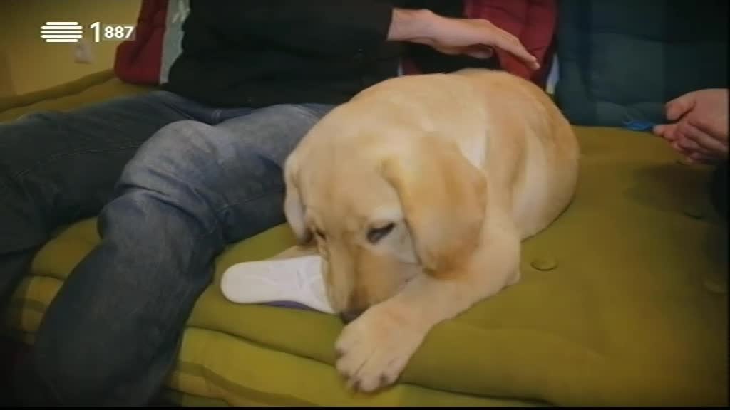 Imagem do Programa / Episiódio - Animais Anónimos