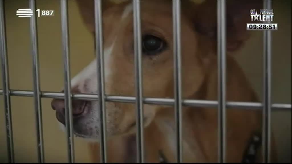 Imagem do Programa / Episiódio - Animais Anónimos