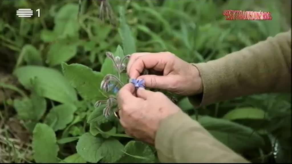 Imagem do Programa / Episiódio - Os Extraordinários