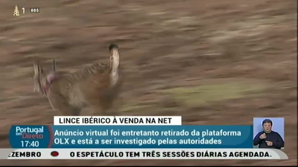 Imagem do Programa / Episiódio - Portugal em Direto