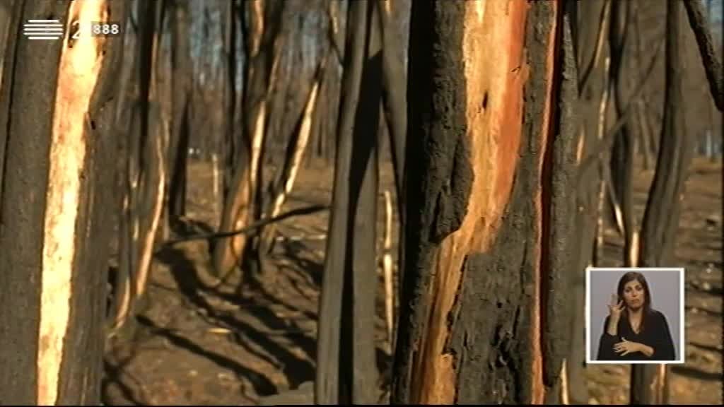 Imagem do Programa / Episiódio - Biosfera - Incêndios Florestais 2017 - II