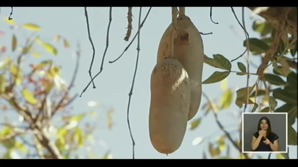 Imagem do Programa / Episiódio - Paraíso - Jardim Botânico da Madeira, Funchal