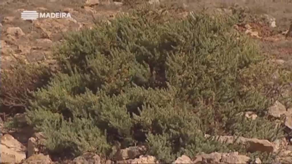 Imagem do Programa / Episiódio - Ilhas de Arqueologia