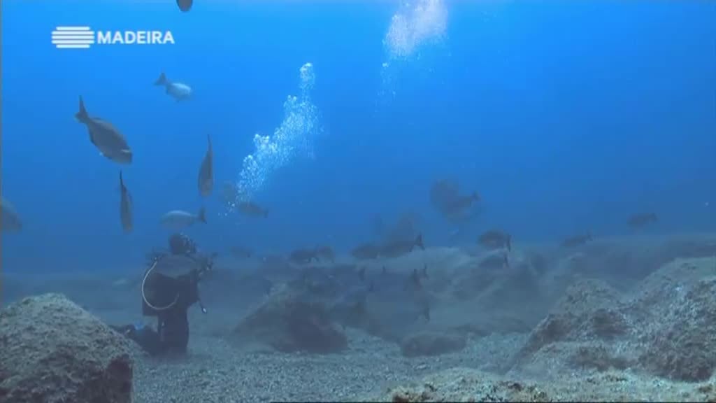 Imagem do Programa / Episiódio - Madeira Natura