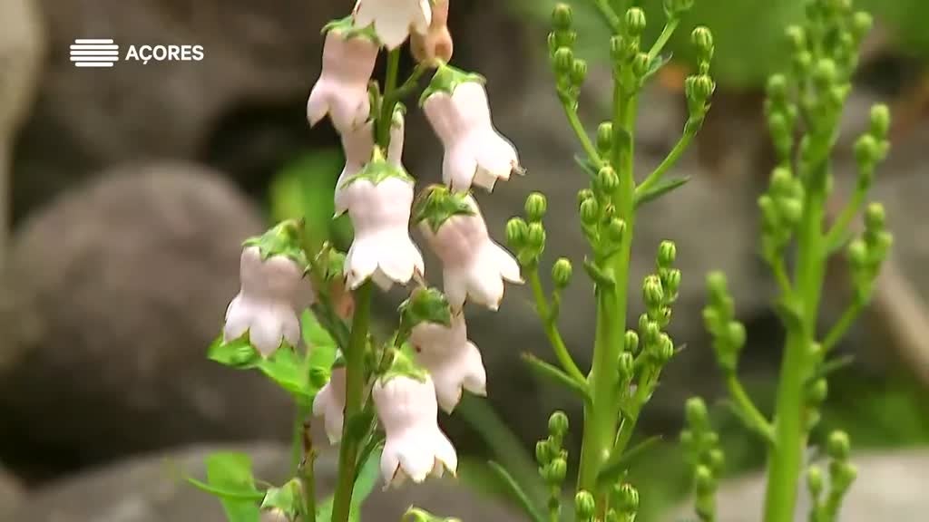 Imagem de Geoparque Açores