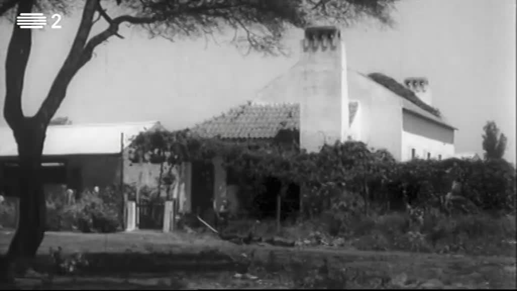 Imagem do Programa / Episiódio - História a História África - O Colonato do Limpopo