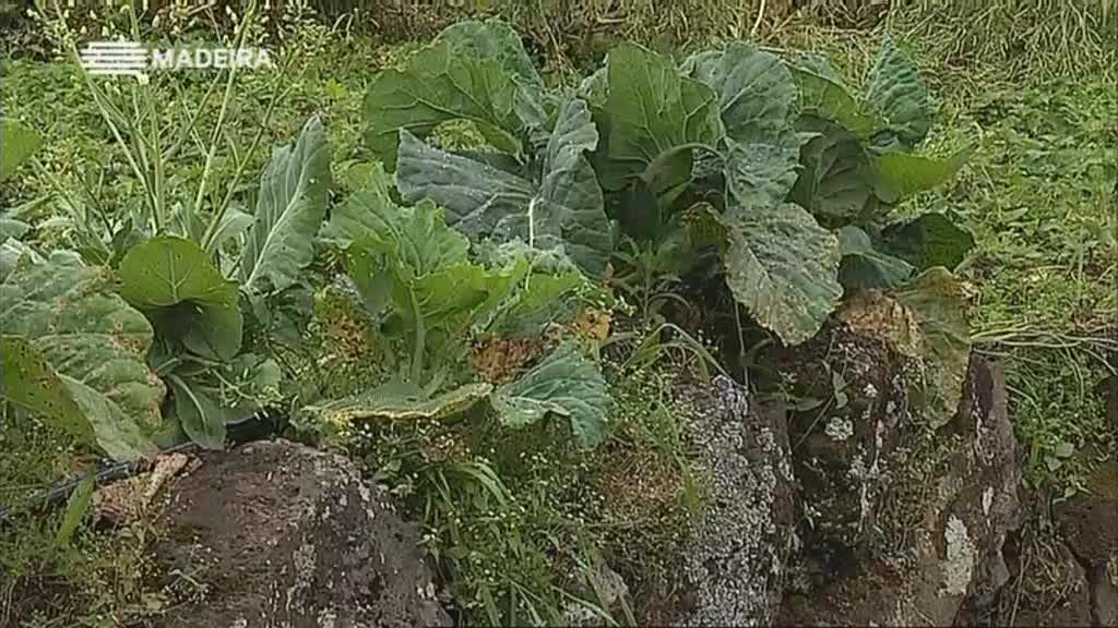 Imagem do Programa / Episiódio - Freguesias da Madeira