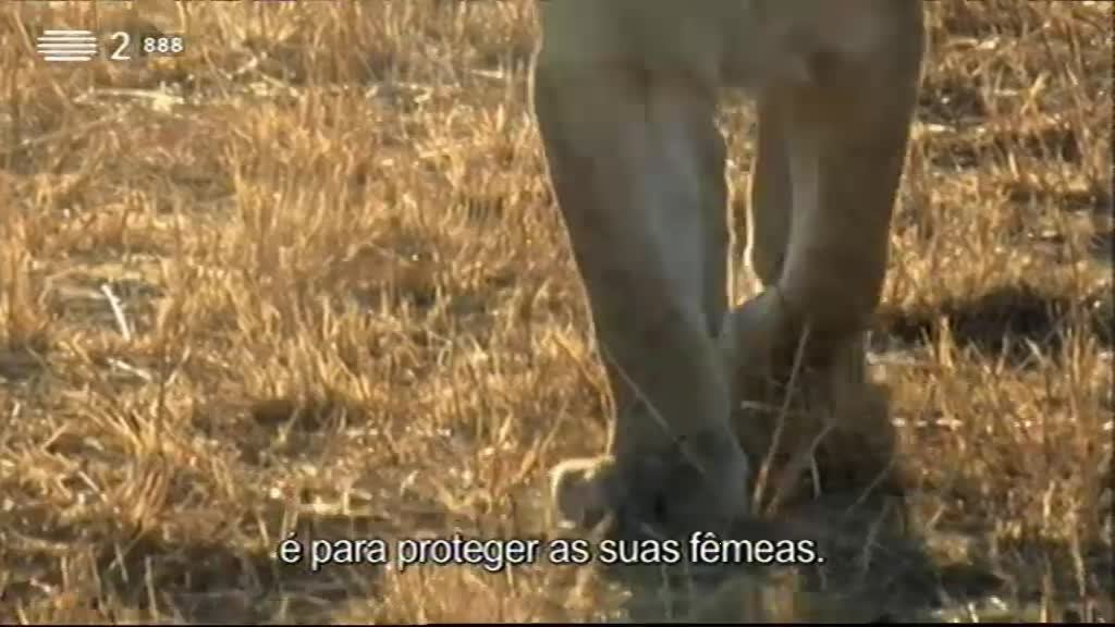 Imagem do Programa / Episiódio - Wild People - Convivendo Com Leões