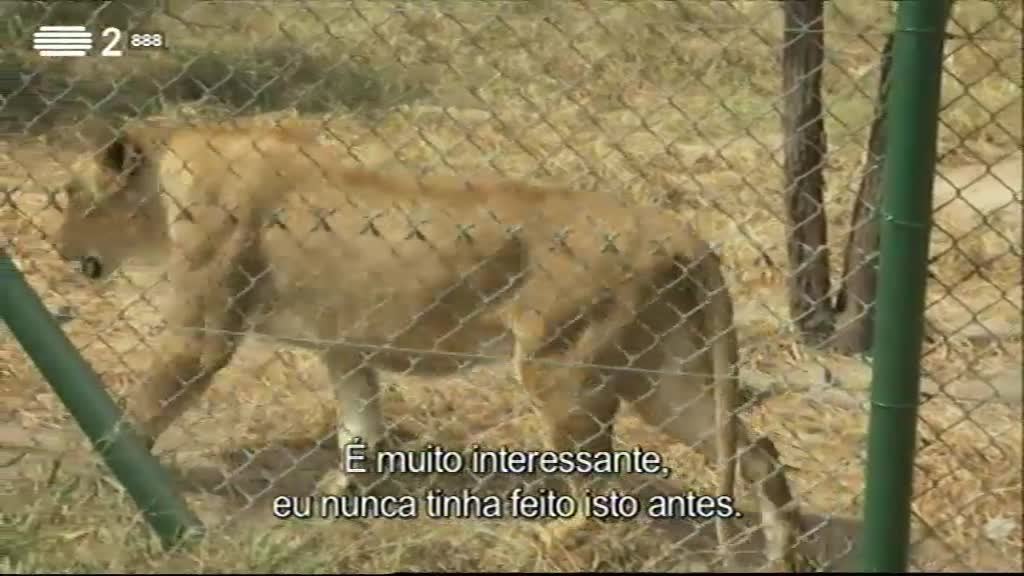 Imagem do Programa / Episiódio - Wild People - Convivendo Com Leões