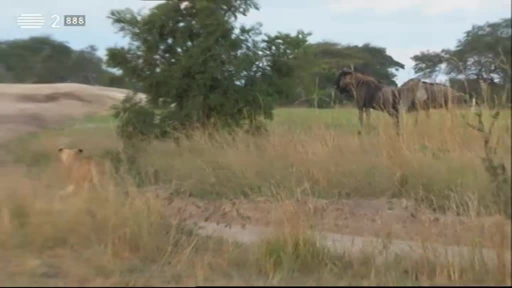 Imagem do Programa / Episiódio - Wild People - Convivendo Com Leões