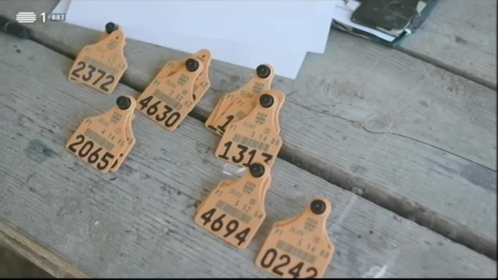 Imagem de Cuidado com a Língua! - Campinos