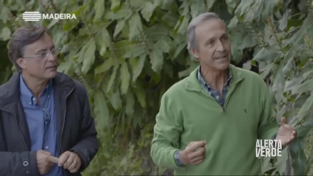 Imagem do Programa / Episiódio - Alerta Verde