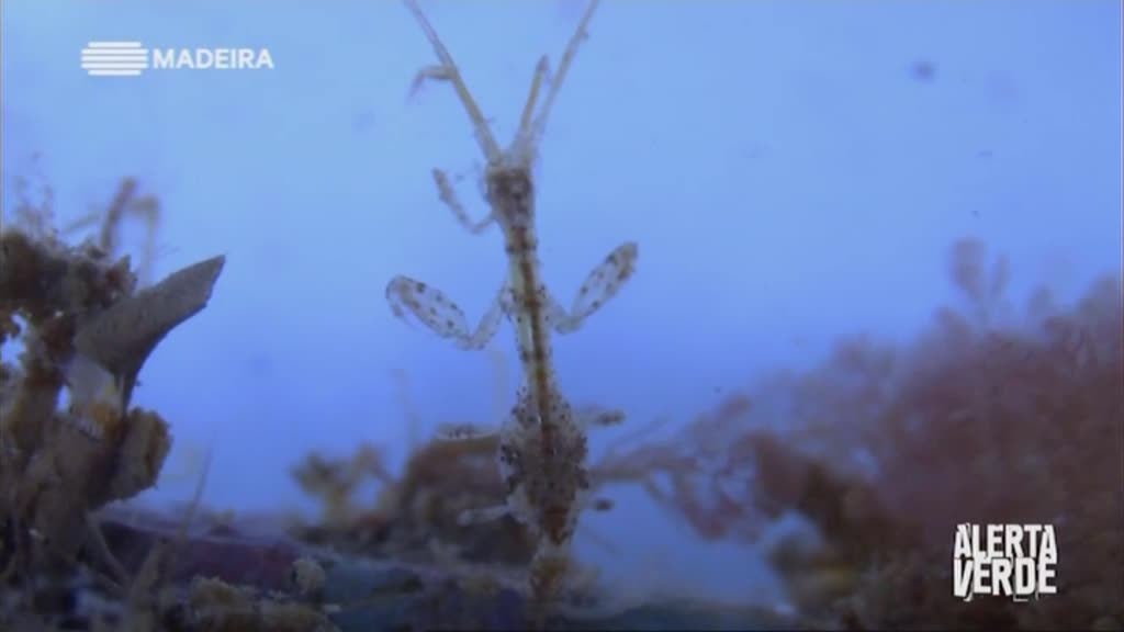 Imagem do Programa / Episiódio - Alerta Verde