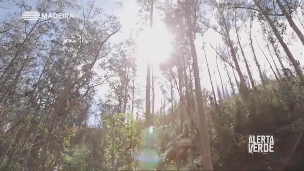 Imagem do Programa / Episiódio - Alerta Verde