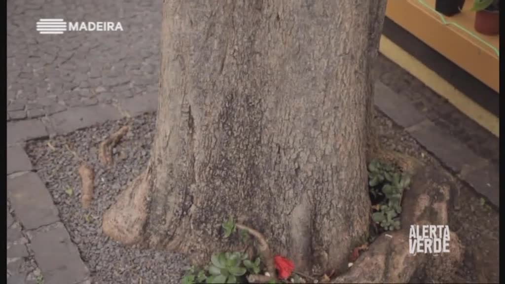 Imagem do Programa / Episiódio - Alerta Verde