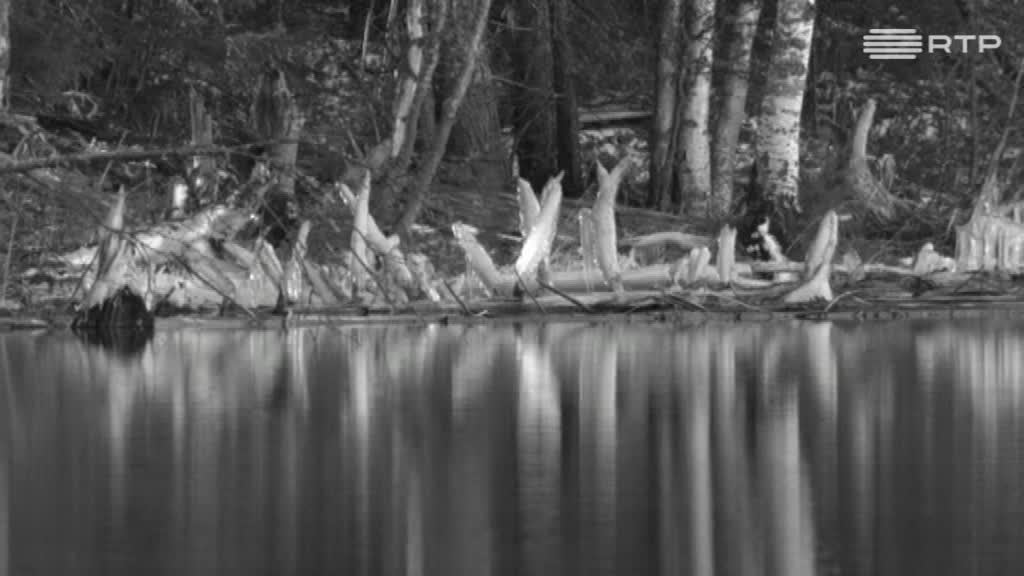 Imagem de Postal da Grande Guerra