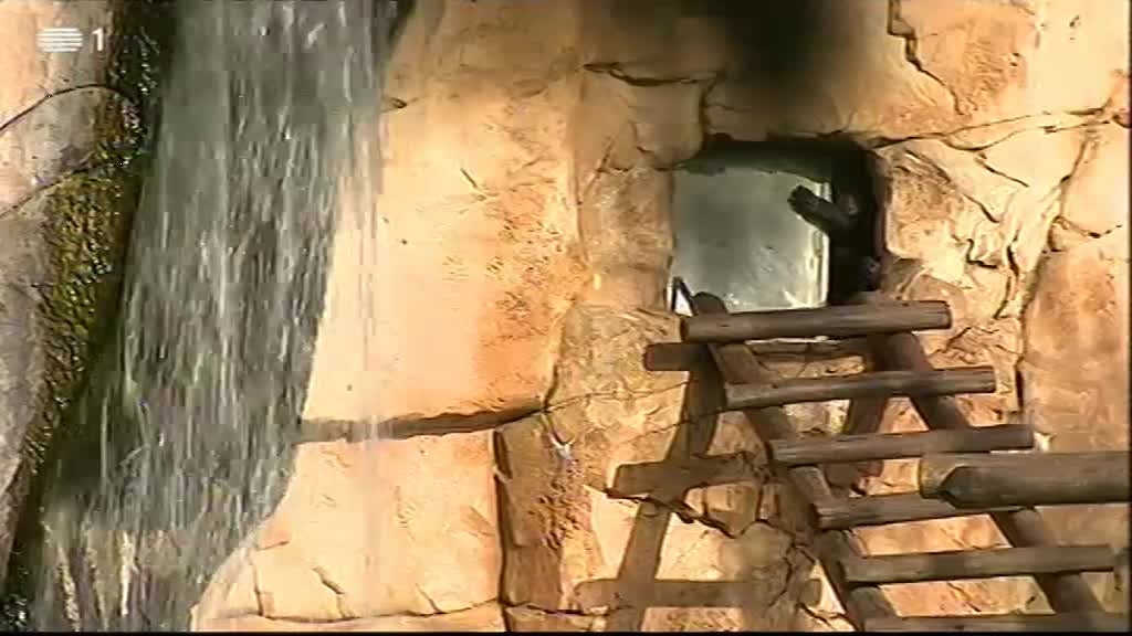 Imagem do Programa / Episiódio - Linha da Frente - A Selva na Cidade