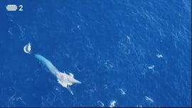 Imagem de Desporto 2