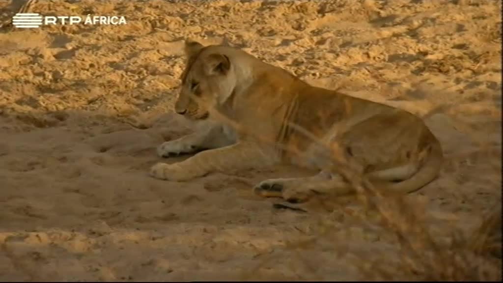 Imagem de África Global