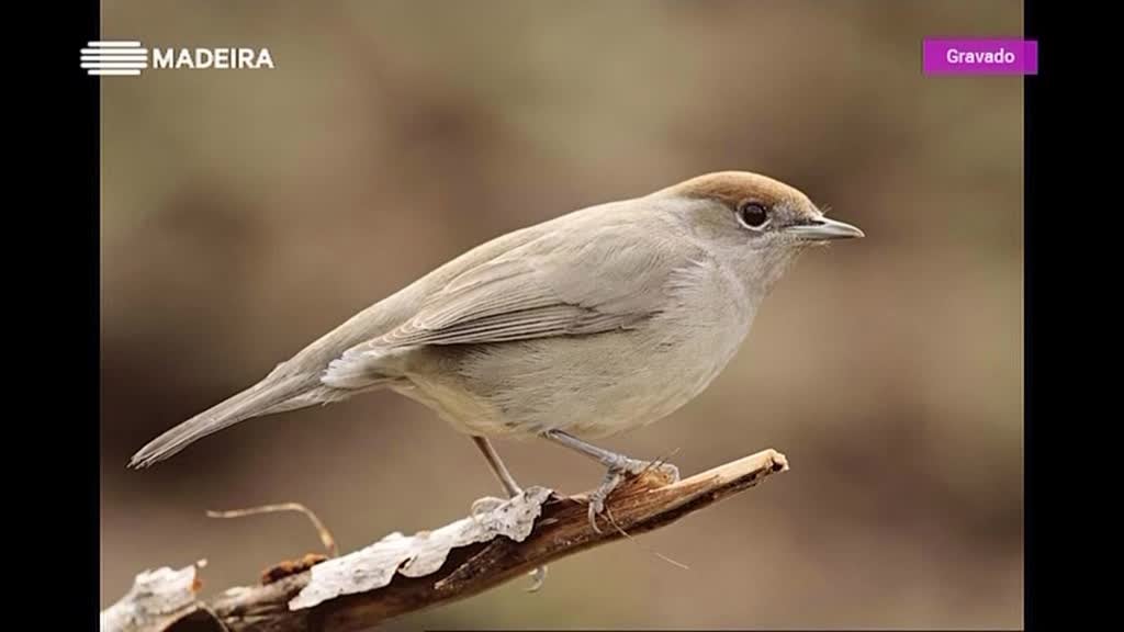 Imagem de Atlântida Madeira