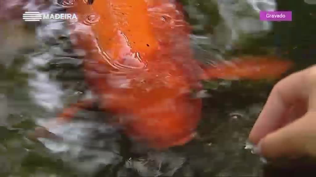 Imagem de Verão Cá Dentro 2018