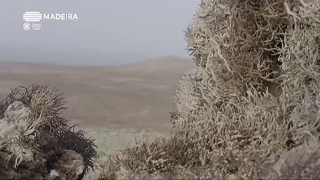 Imagem de Madeira 600 Anos, Natureza